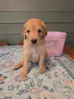 Pink Girl, a female Goldendoodle for sale in Fort Meade, FL – 4 of 6