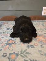 Silver Girl, a female Goldendoodle for sale in Fort Meade, FL – 4 of 4