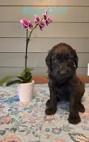 Blue Girl, a female Goldendoodle for sale in Fort Meade, FL – 1 of 4
