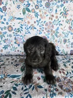 Yellow Boy, a male Goldendoodle for sale in Fort Meade, FL – 4 of 9