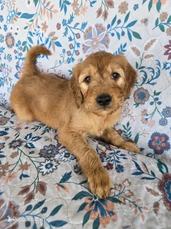 Blue boy – Goldendoodle puppy for sale in Fort Meade, FL