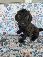Orange Boy, a male Goldendoodle for sale in Fort Meade, FL – 4 of 10