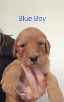 Blue boy, a male Goldendoodle for sale in Fort Meade, FL – 4 of 7