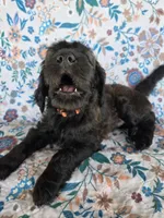 Orange Boy, a male Goldendoodle for sale in Fort Meade, FL – 3 of 10
