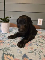 Yellow Boy, a male Goldendoodle for sale in Fort Meade, FL – 9 of 9
