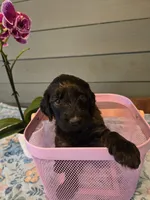 Green Girl, a female Goldendoodle for sale in Fort Meade, FL – 6 of 6