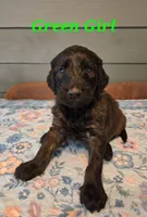 Green Girl, a female Goldendoodle for sale in Fort Meade, FL – 4 of 6