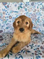 Blue boy, a male Goldendoodle for sale in Fort Meade, FL – 3 of 7