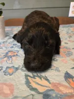 Blue Girl, a female Goldendoodle for sale in Fort Meade, FL – 3 of 4
