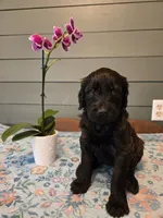 Blue Girl, a female Goldendoodle for sale in Fort Meade, FL – 2 of 4