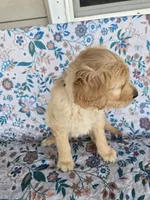 Green Boy, a male Goldendoodle for sale in Fort Meade, FL – 3 of 7