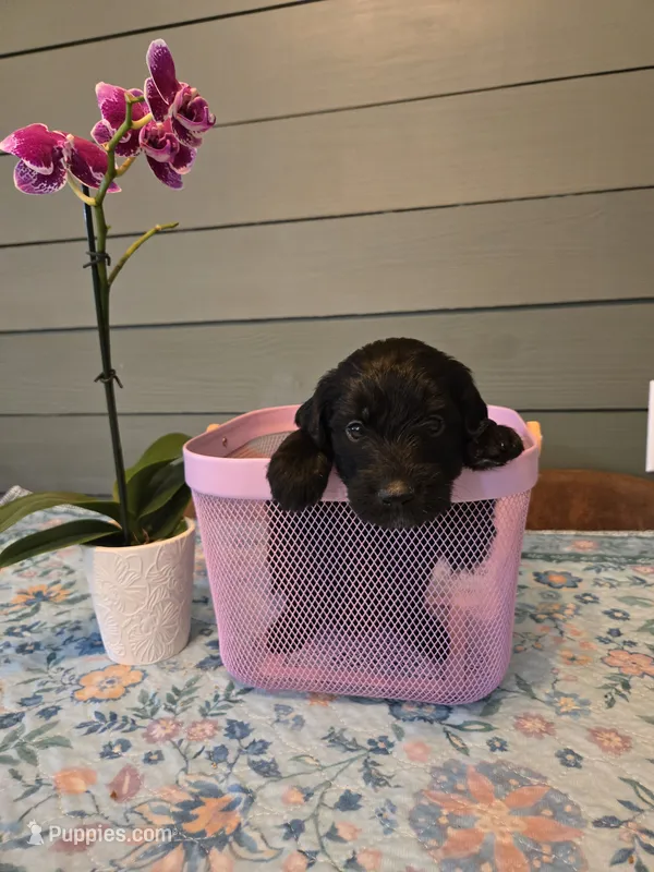 Silver Girl – Goldendoodle puppy for sale in Fort Meade, FL