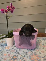 Silver Girl, a female Goldendoodle for sale in Fort Meade, FL – 1 of 4