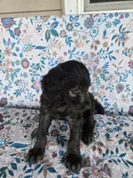 Yellow Boy, a male Goldendoodle for sale in Fort Meade, FL – 5 of 9