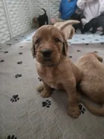 Blue boy, a male Goldendoodle for sale in Fort Meade, FL – 7 of 7