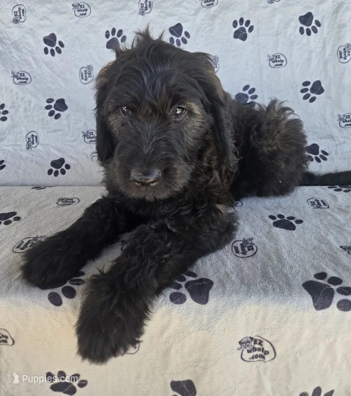 Blue Girl – Goldendoodle puppy for sale in Fort Meade, FL