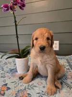 Pink Girl, a female Goldendoodle for sale in Fort Meade, FL – 5 of 6
