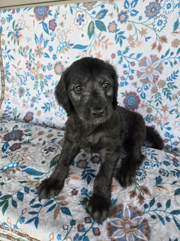 Yellow Boy – Goldendoodle puppy for sale in Fort Meade, FL