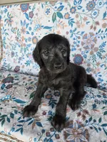 Yellow Boy, a male Goldendoodle for sale in Fort Meade, FL – 3 of 9