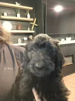 Silver Girl, a female Goldendoodle for sale in Fort Meade, FL – 3 of 10