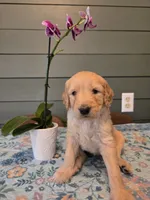 Green Boy, a male Goldendoodle for sale in Fort Meade, FL – 5 of 7