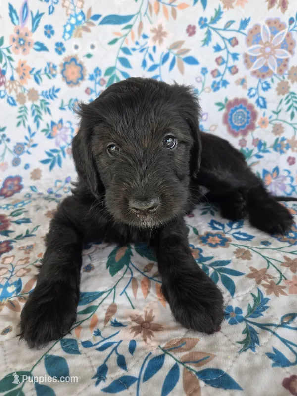 Silver Girl – Goldendoodle puppy for sale in Fort Meade, FL
