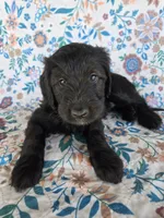 Silver Girl, a female Goldendoodle for sale in Fort Meade, FL – 4 of 10
