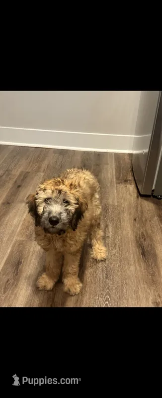 Dolly – Goldendoodle puppy for sale in Fort Meade, FL