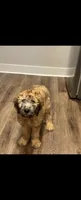 Dolly, a female Goldendoodle for sale in Fort Meade, FL – 1 of 1
