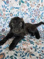 Orange Boy, a male Goldendoodle for sale in Fort Meade, FL – 2 of 10
