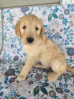 Green Boy, a male Goldendoodle for sale in Fort Meade, FL – 2 of 7