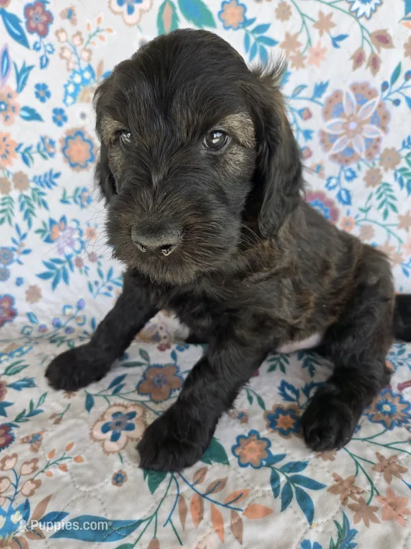 Orange Boy – Goldendoodle puppy for sale in Fort Meade, FL