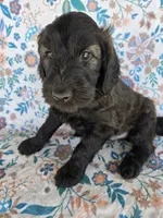Orange Boy, a male Goldendoodle for sale in Fort Meade, FL – 1 of 10