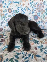 Silver Girl, a female Goldendoodle for sale in Fort Meade, FL – 5 of 10