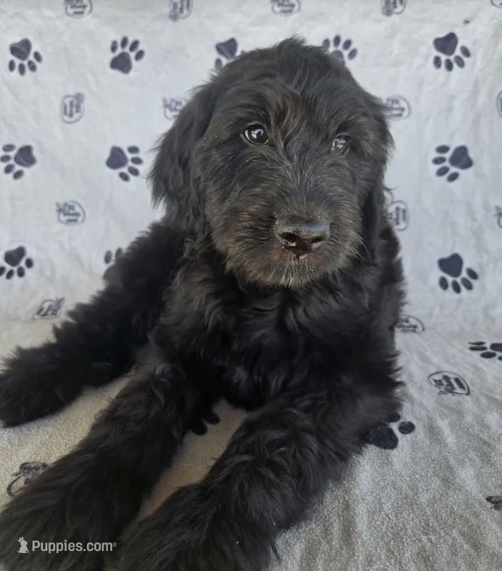 Silver Girl – Goldendoodle puppy for sale in Fort Meade, FL