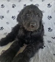 Silver Girl, a female Goldendoodle for sale in Fort Meade, FL – 1 of 10