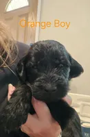 Orange Boy, a male Goldendoodle for sale in Fort Meade, FL – 5 of 10