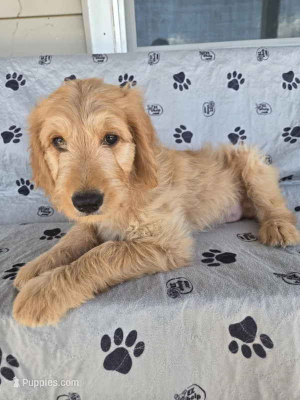 Pink Girl – Goldendoodle puppy for sale in Fort Meade, FL