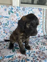 Green Girl, a female Goldendoodle for sale in Fort Meade, FL – 2 of 6