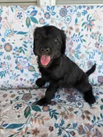 Silver Girl, a female Goldendoodle for sale in Fort Meade, FL – 6 of 10