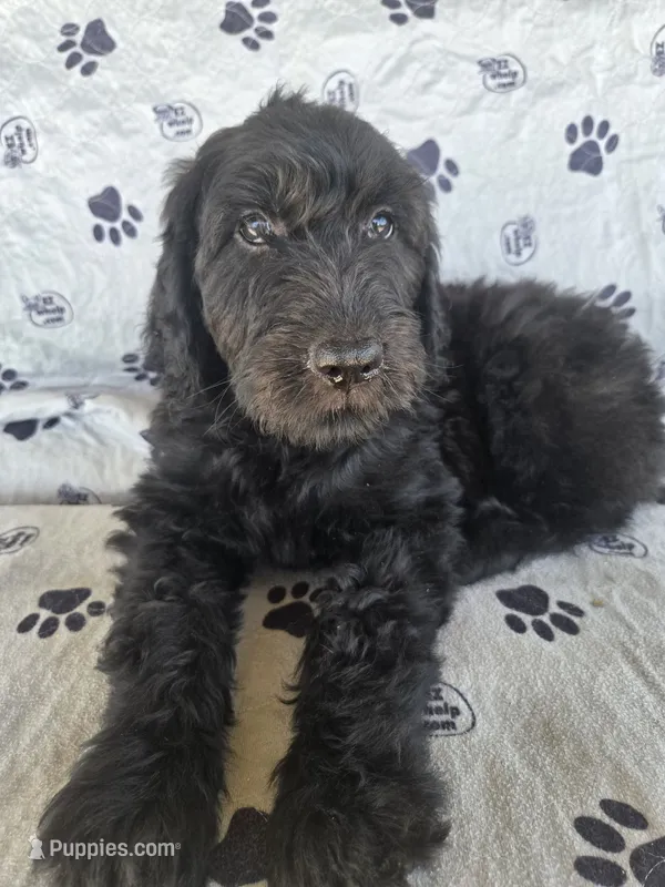 Purple Girl – Goldendoodle puppy for sale in Fort Meade, FL