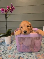 Pink Girl, a female Goldendoodle for sale in Fort Meade, FL – 6 of 6