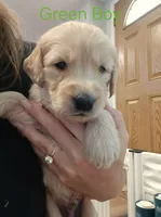 Green Boy, a male Goldendoodle for sale in Fort Meade, FL – 4 of 7