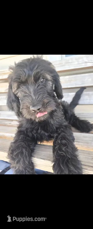 Orange Boy – Goldendoodle puppy for sale in Fort Meade, FL
