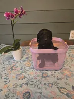 Purple Girl, a female Goldendoodle for sale in Fort Meade, FL – 6 of 6