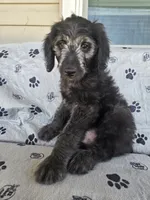 Yellow Boy, a male Goldendoodle for sale in Fort Meade, FL – 2 of 9