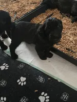 Orange Boy, a male Goldendoodle for sale in Fort Meade, FL – 8 of 10