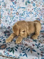 Pink Girl, a female Goldendoodle for sale in Fort Meade, FL – 2 of 6