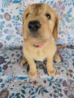 Pink Girl, a female Goldendoodle for sale in Fort Meade, FL – 3 of 6