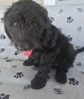 Silver Girl, a female Goldendoodle for sale in Fort Meade, FL – 2 of 10